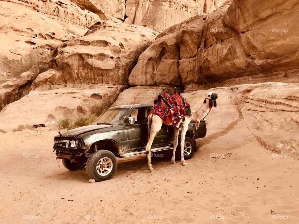 A camel with a crashed Jeep