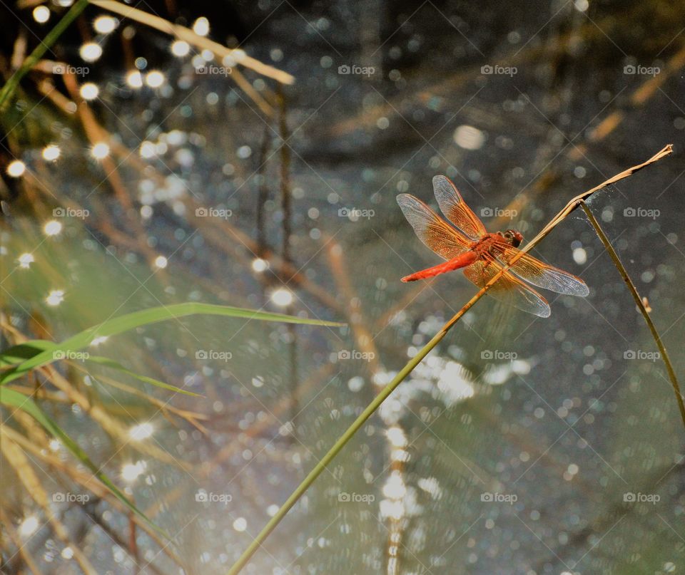 close up of a red dragonfly resting on a blade of grass.