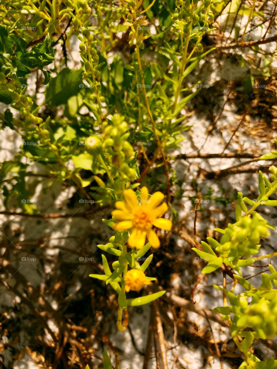 Beautiful Yellow Flower on the Beach in Florida