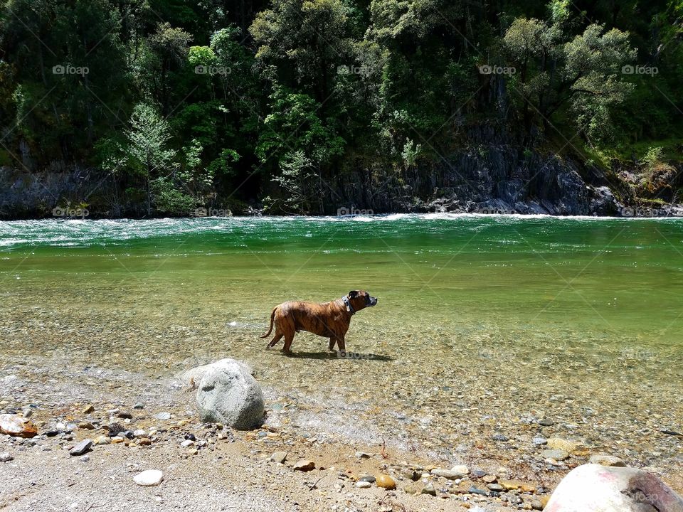 Thor taking a dip in the Yuba River!