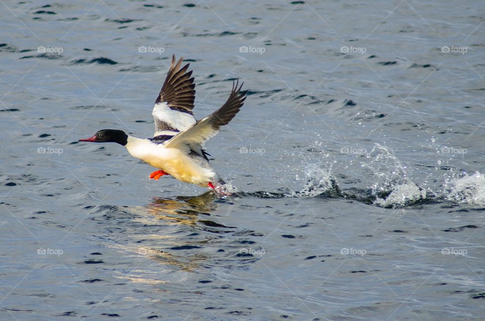 Goosander male