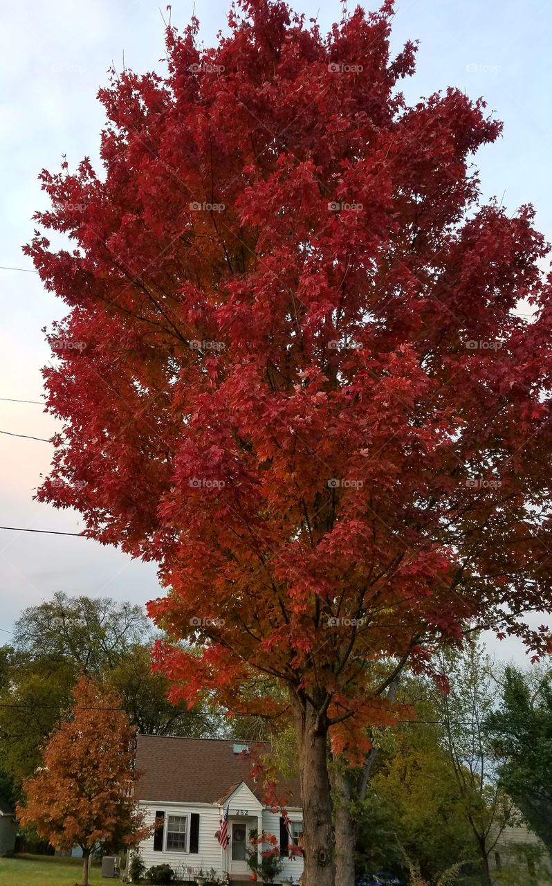 beautiful fire red fall leaves