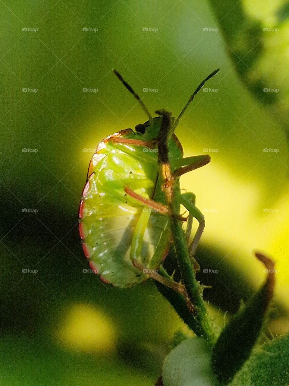 green insect