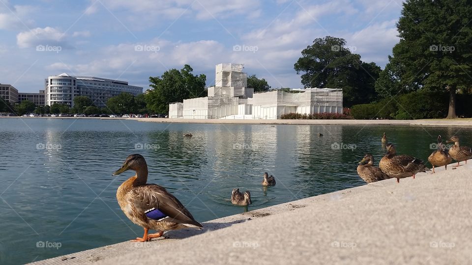 Ducks outside the U.S. Capitol Building. Summer 2015.