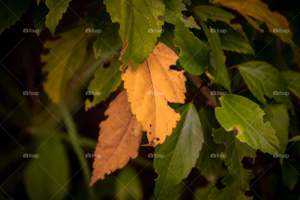 leaves turning to orange slowly due to Autumn