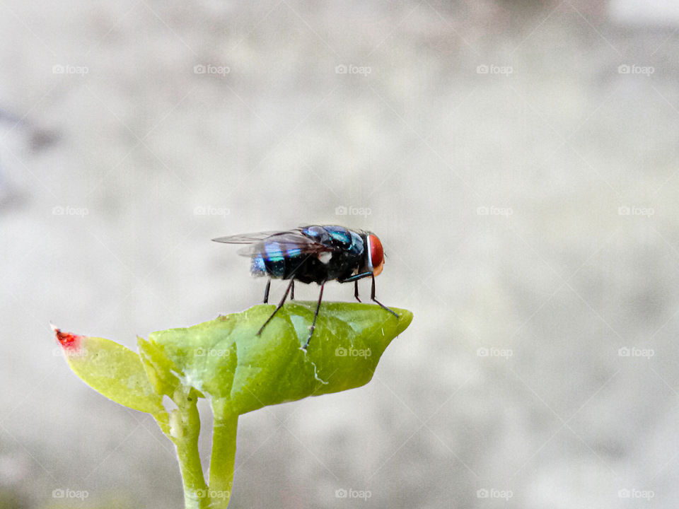 micro shot . house fly