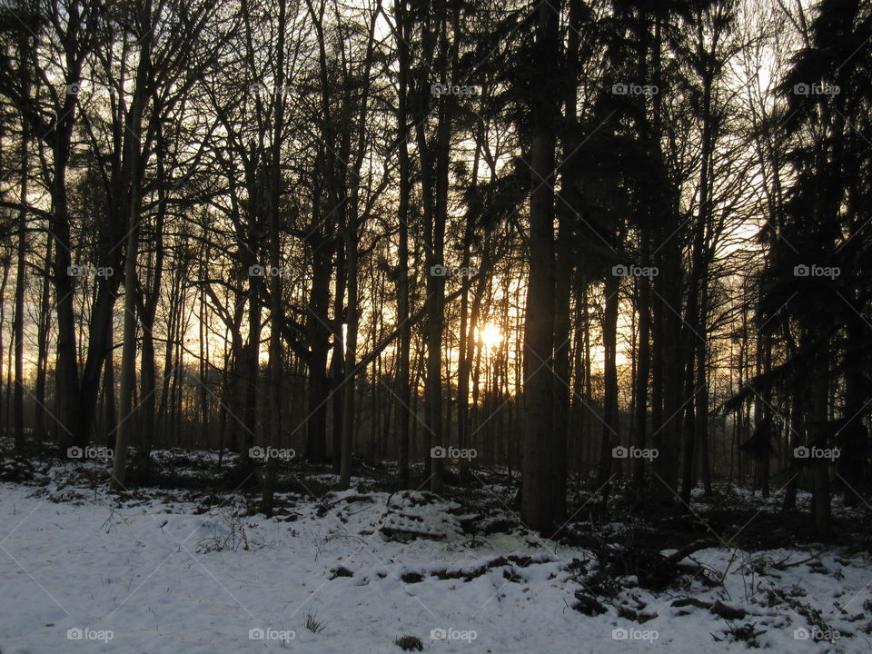 Winter Woodlands