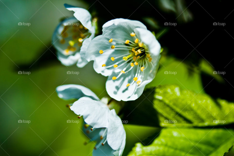 portrait of cherry flower