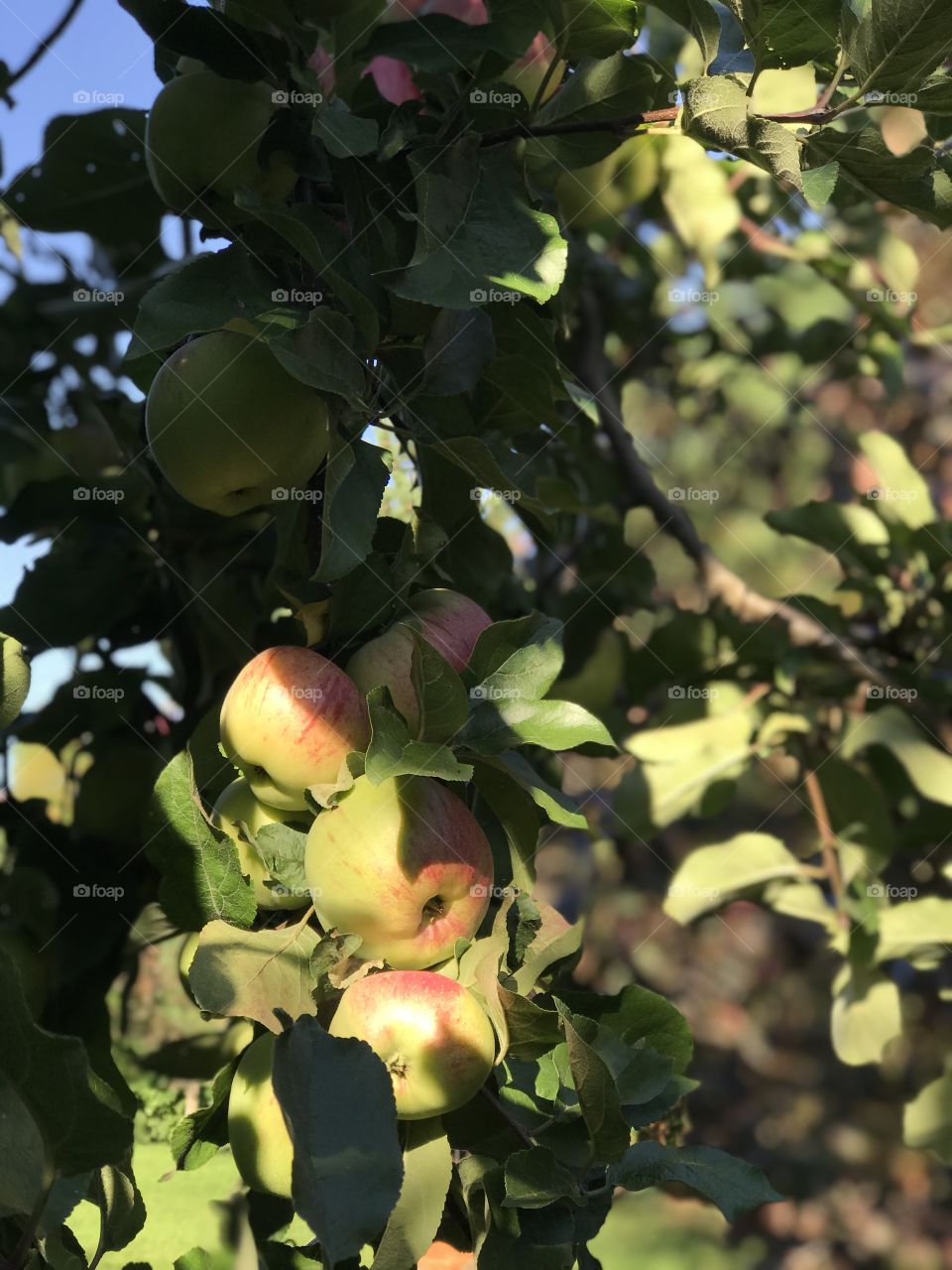 Apple tree with fruits in the summer garden 