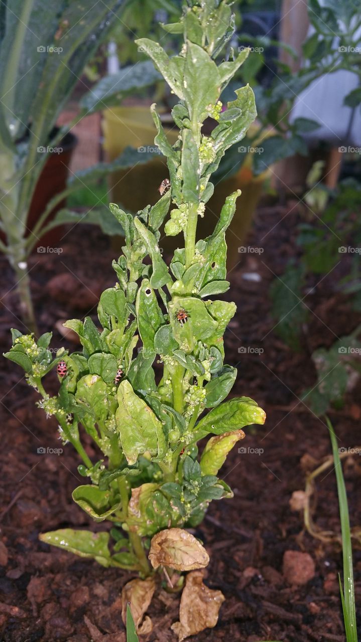 fresh spinach with ladybugs on it