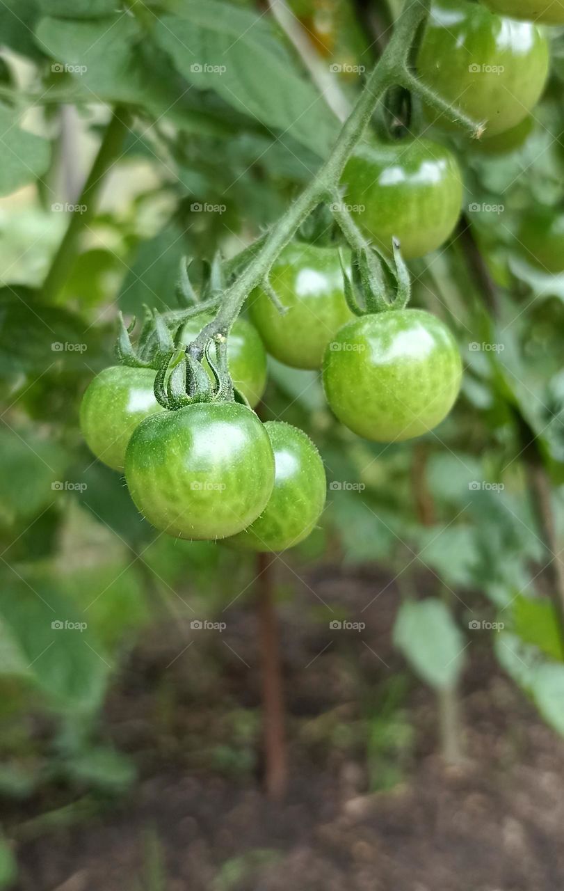 round beautiful texture cherries tomatoes