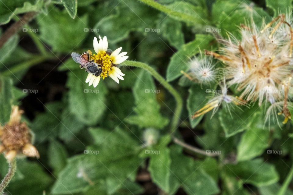 Bee and Grass flower