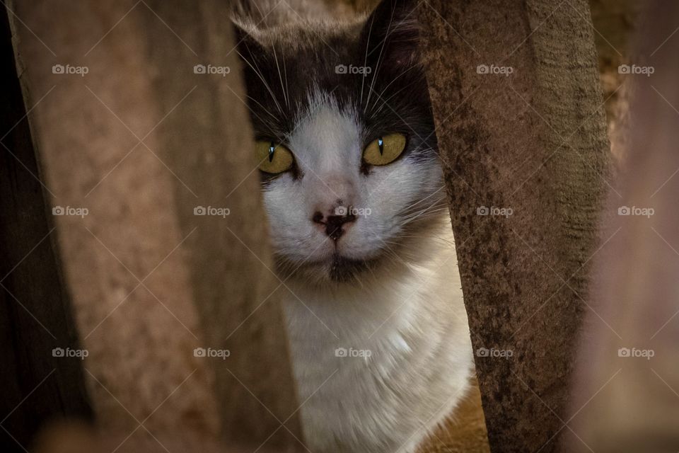 A feral cat peering through some rubbish of an old barn. Raleigh, North Carolina. 