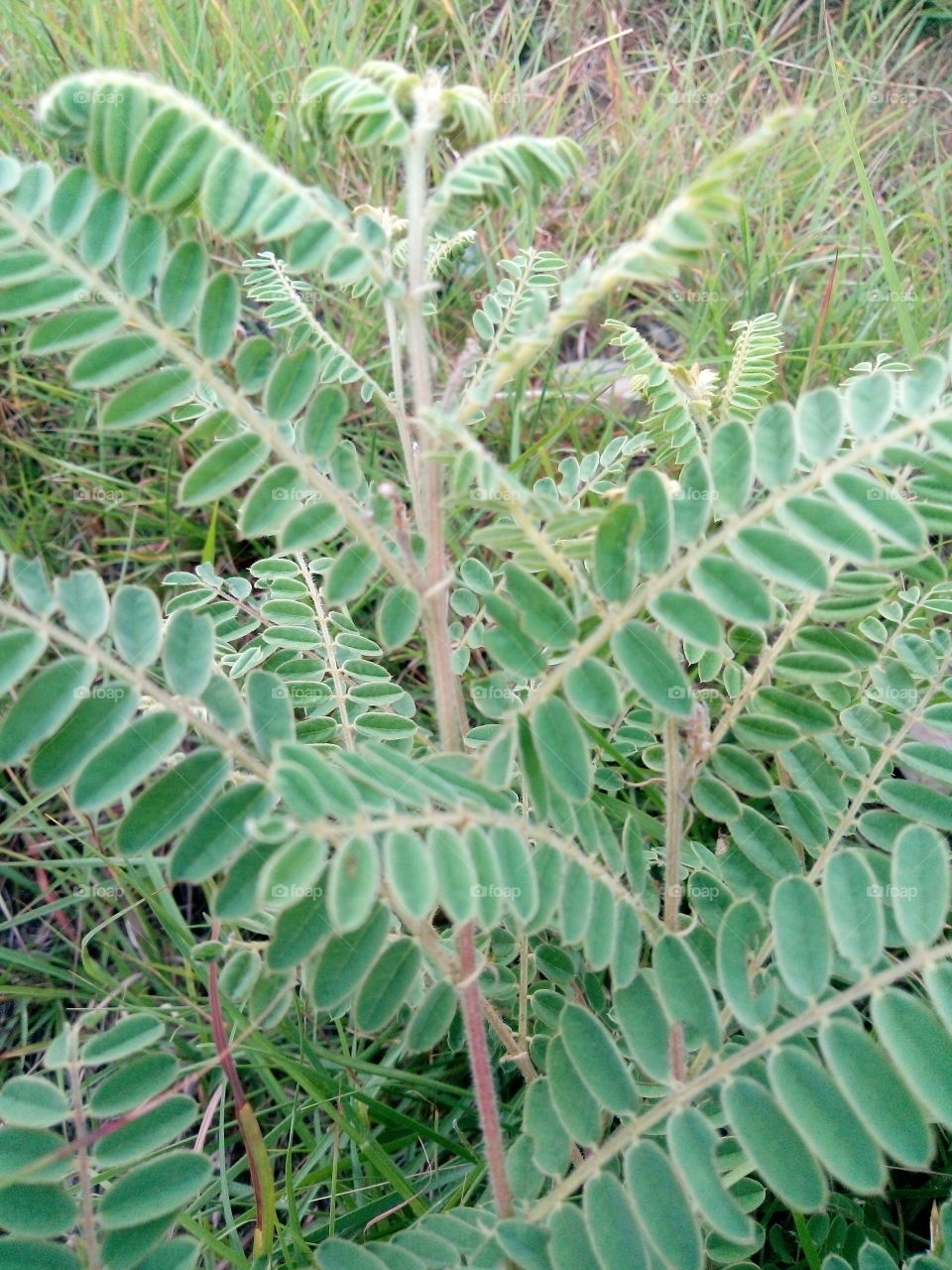 Summer natural wild green grass image