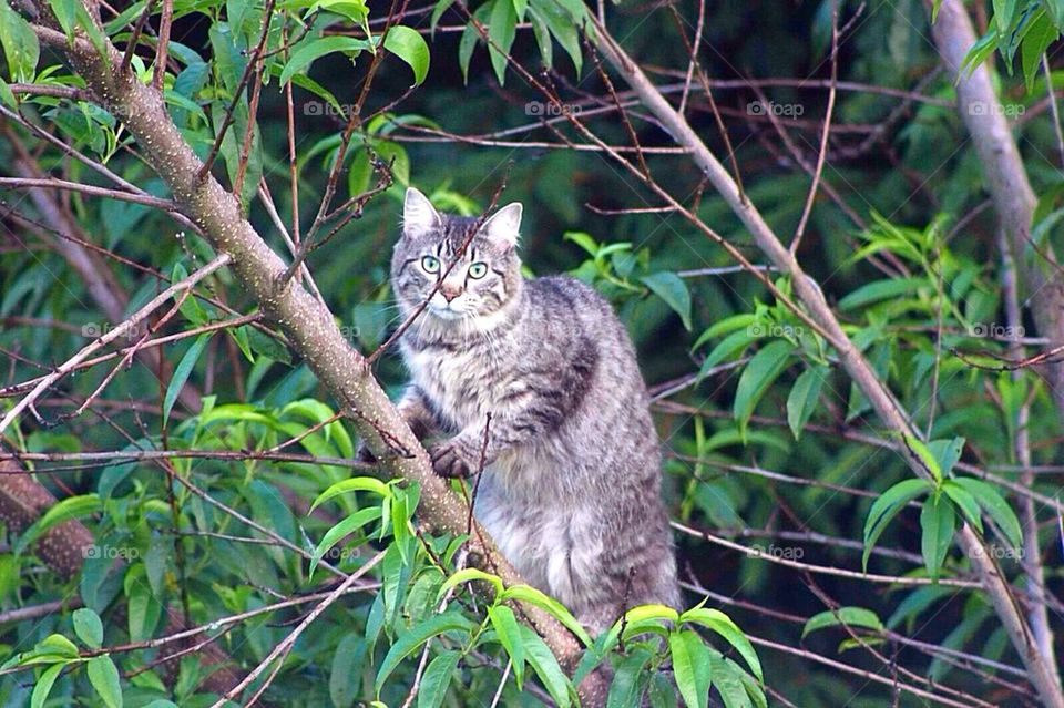 Cat in a Tree