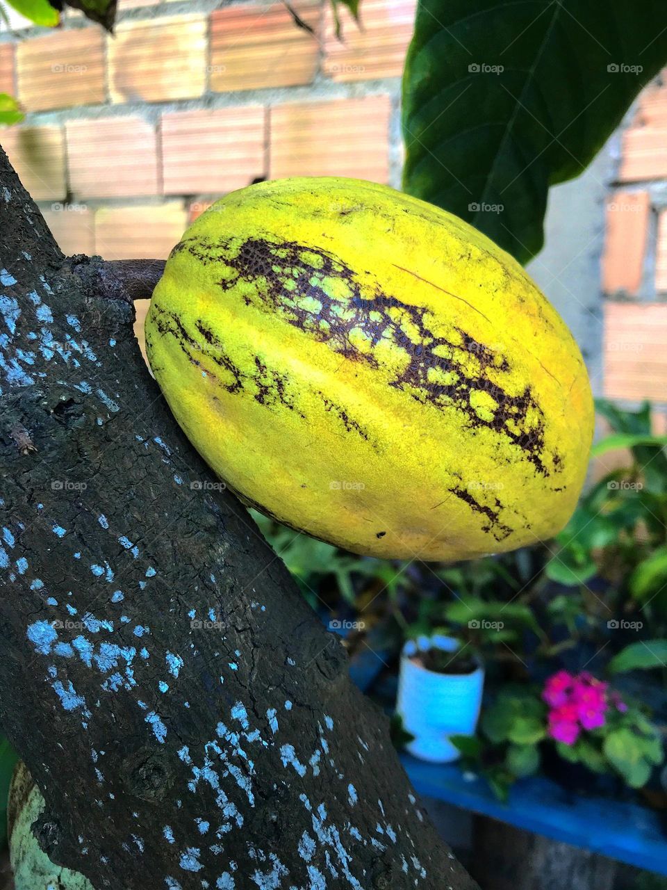 Cacau, uma fruta muito apreciada aqui no Brasil