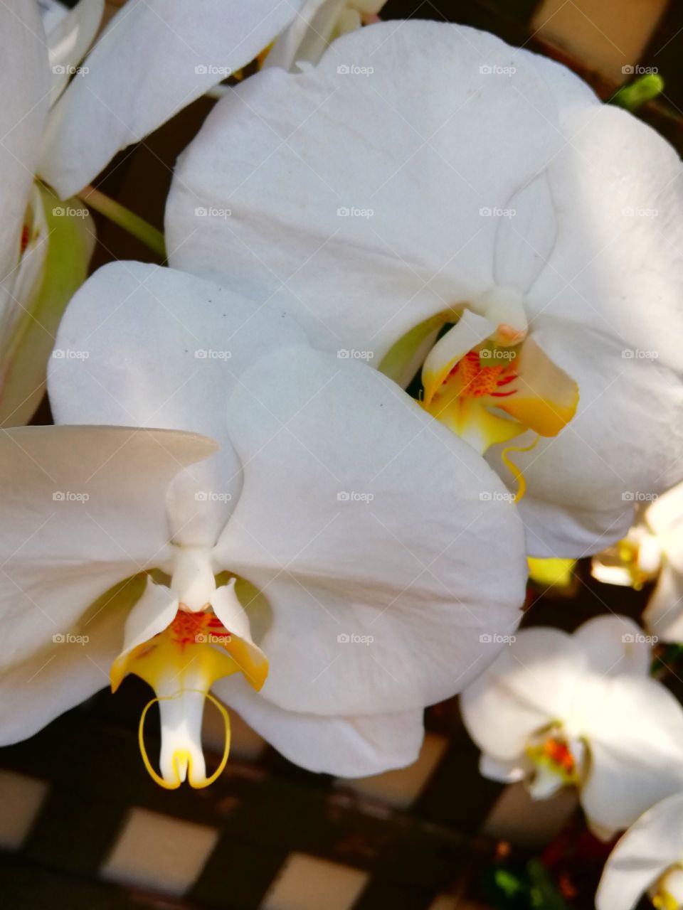 White orchid with yellow bellybutton.