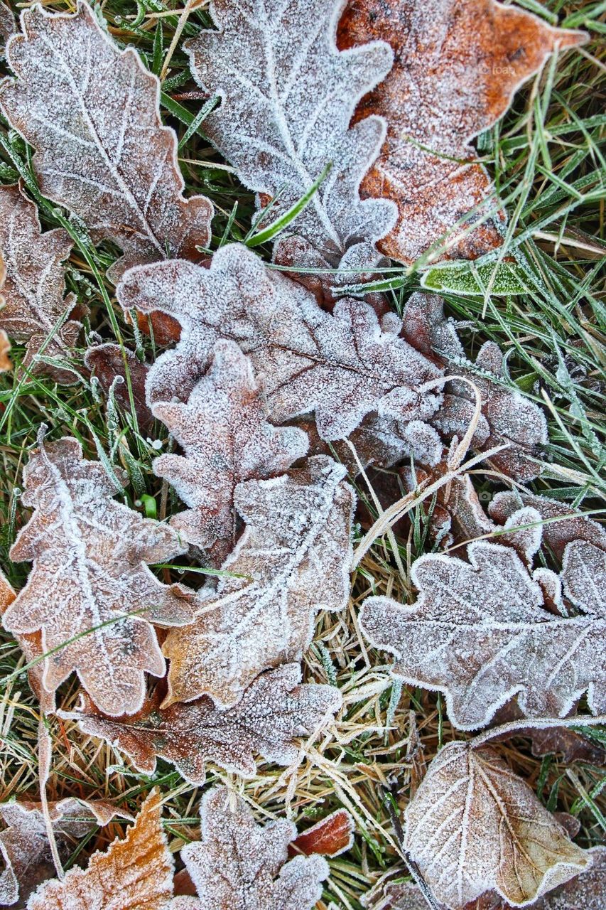 Macro close-up of hoar frost dusted autumnal coloured dried oak and maple leaves on a bed of green, yellow and russet grass stems