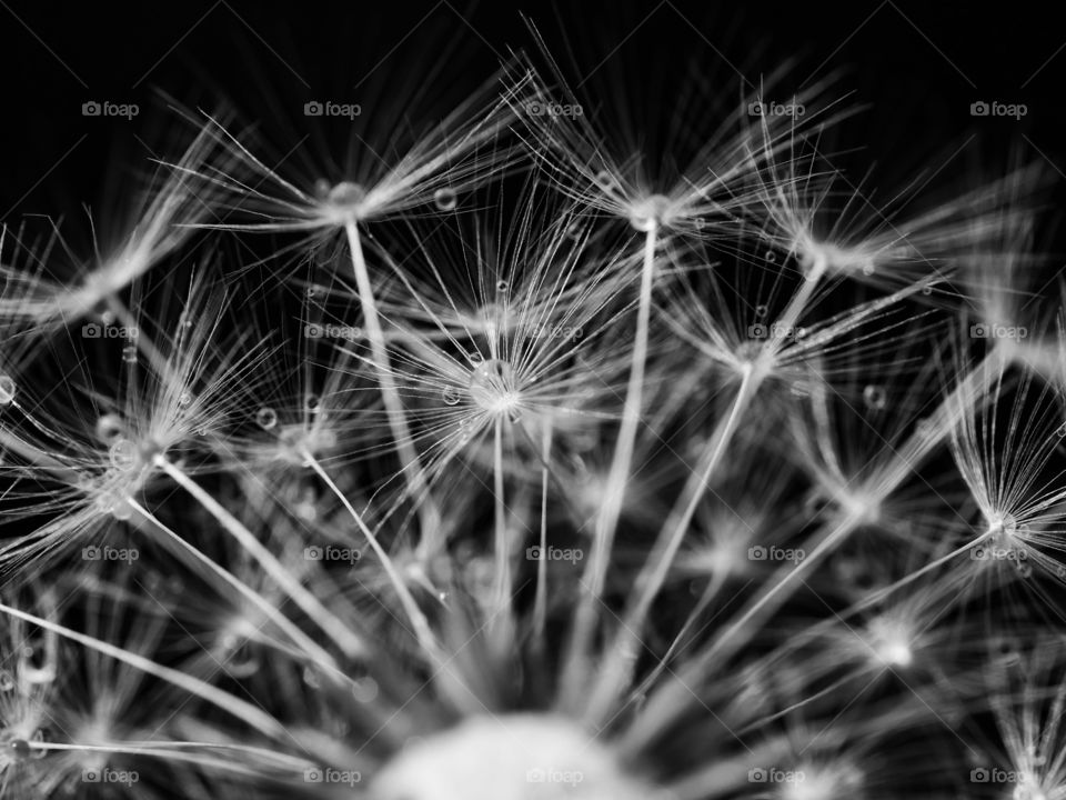 Close up of dandelion seeds