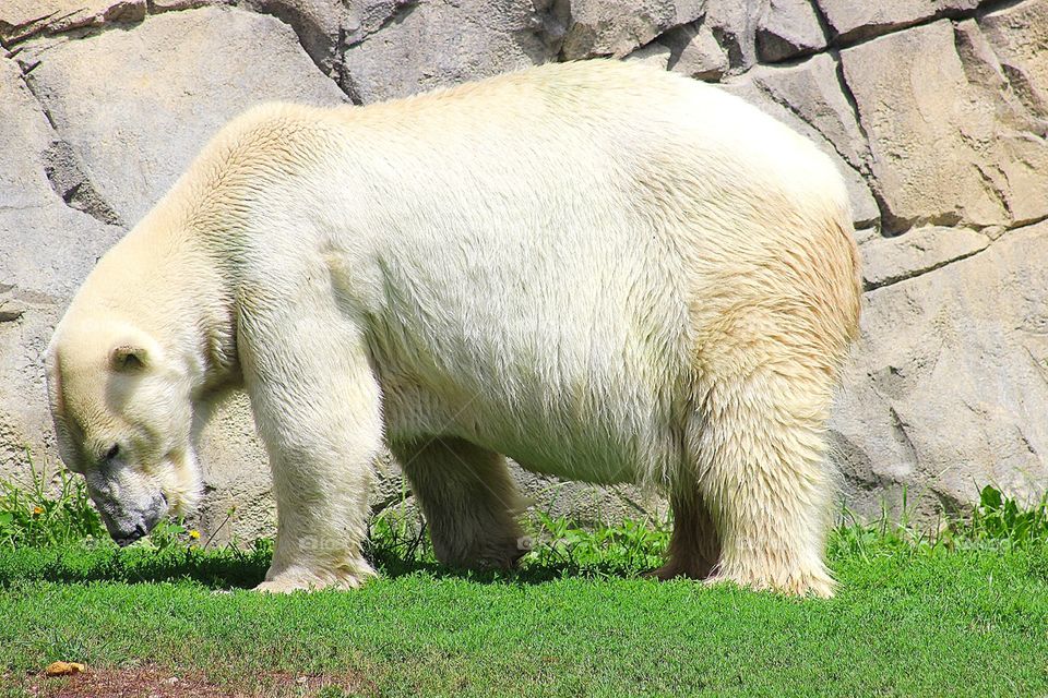 Polar Bear