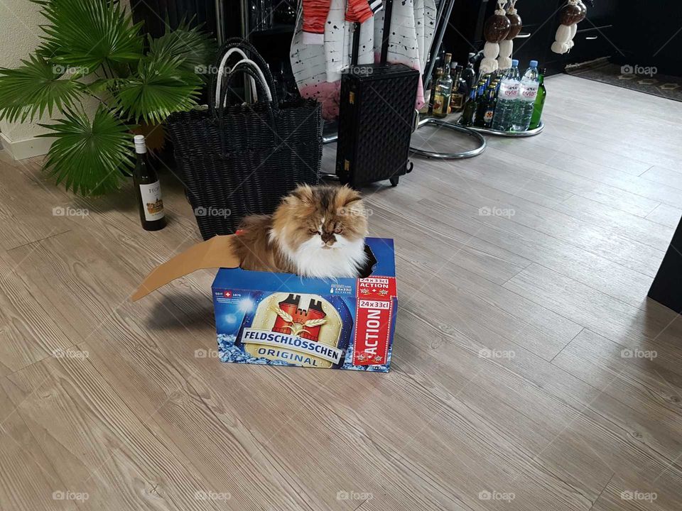 Cat in the Beerbox