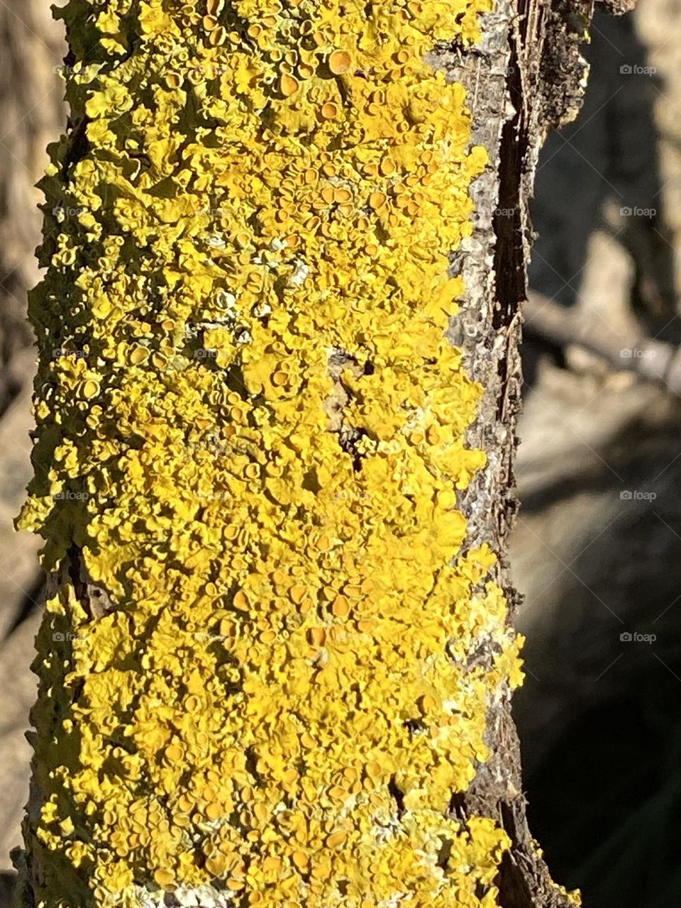 Gelber Pilzbefall auf Baumstamm in Großaufnahme