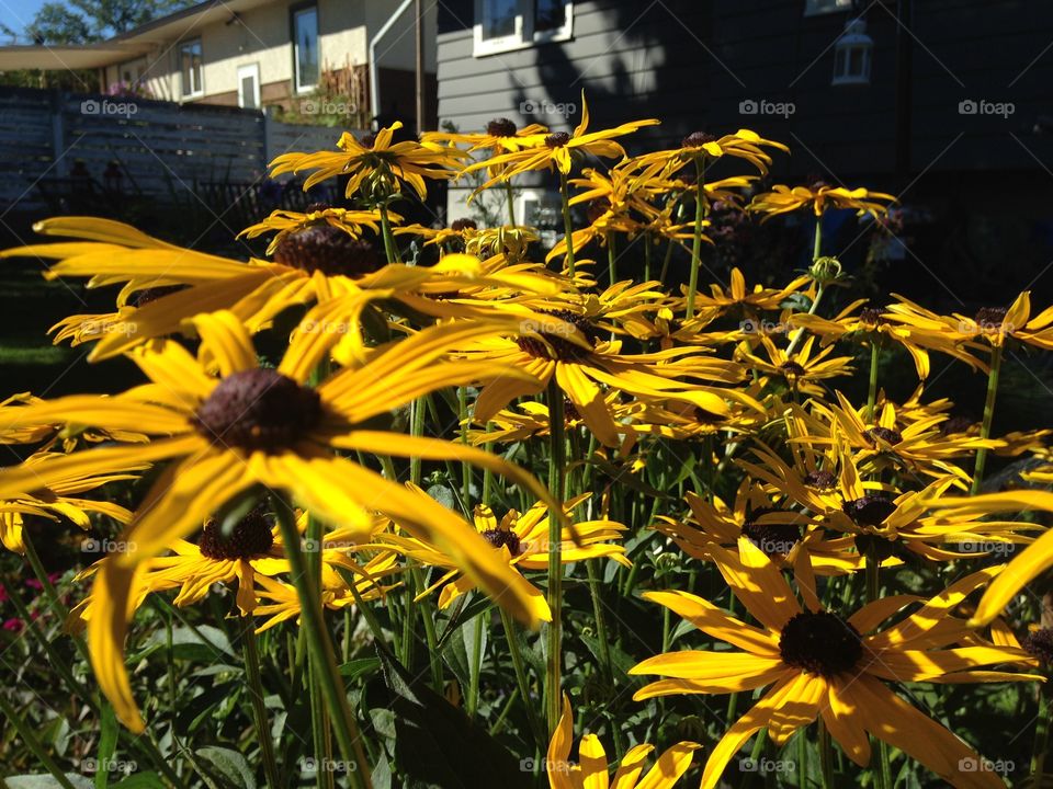 Beautiful blackeye Susan 