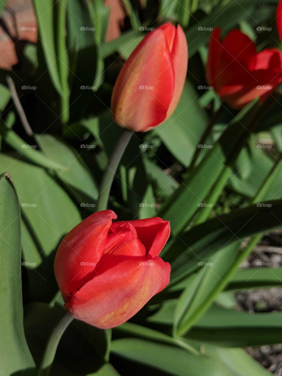 red tulip blossoms