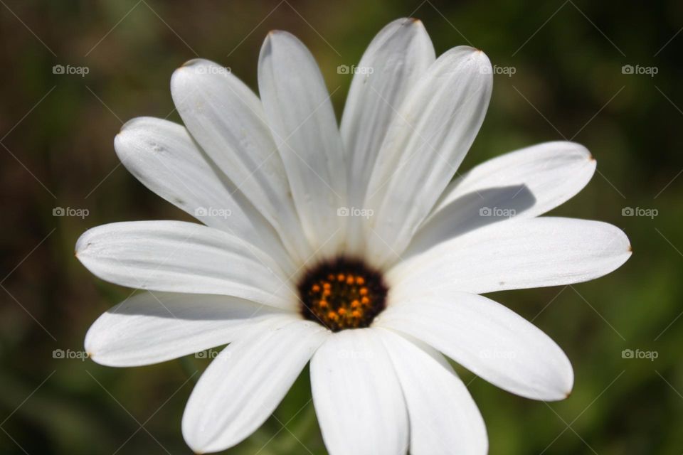 white petal