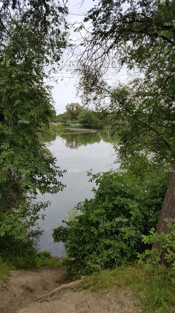 spring lake framed by the trees