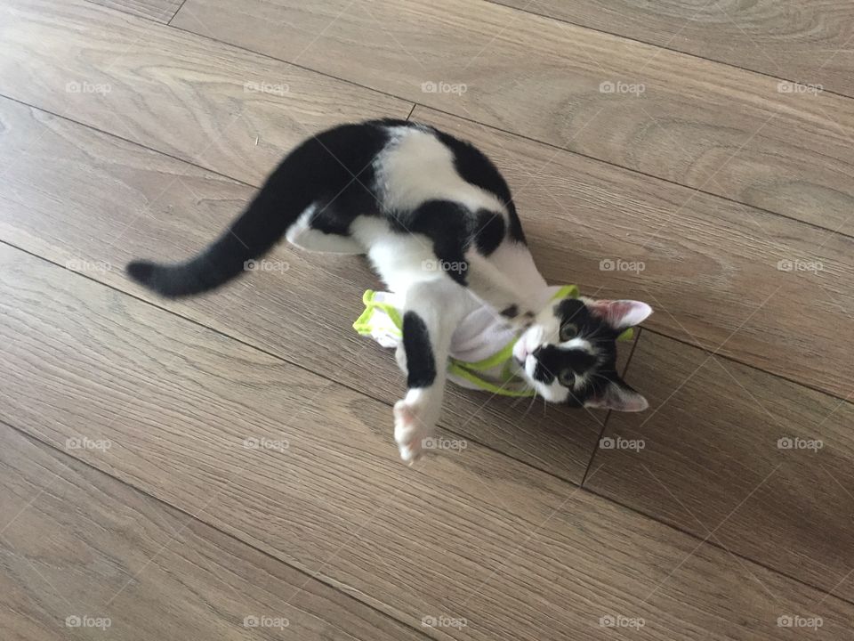 He plays my little cat