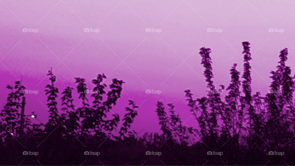 Purple haze filters fauna filtering suns rays one of spring's days as photographer was editing in different ways