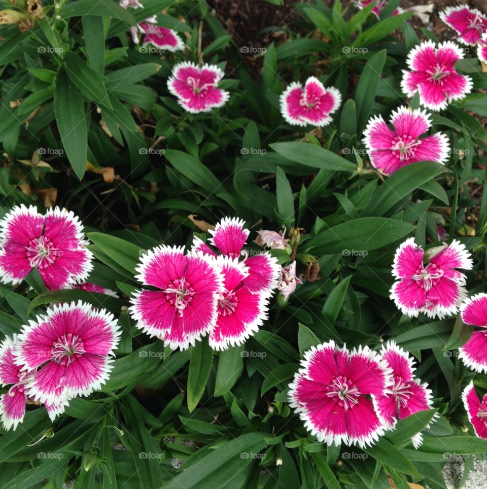 High angle view of pink flower