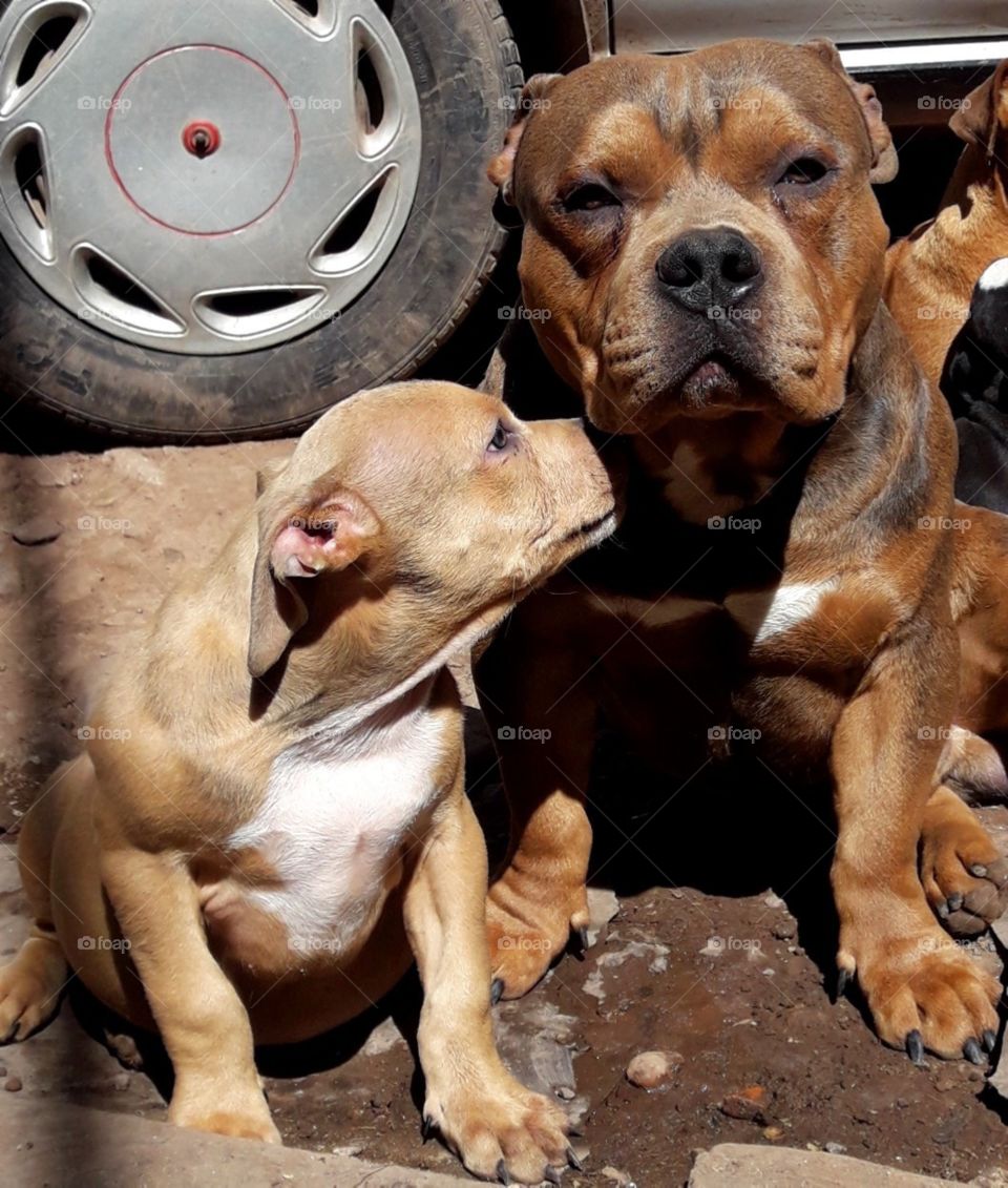 Puppy Bully