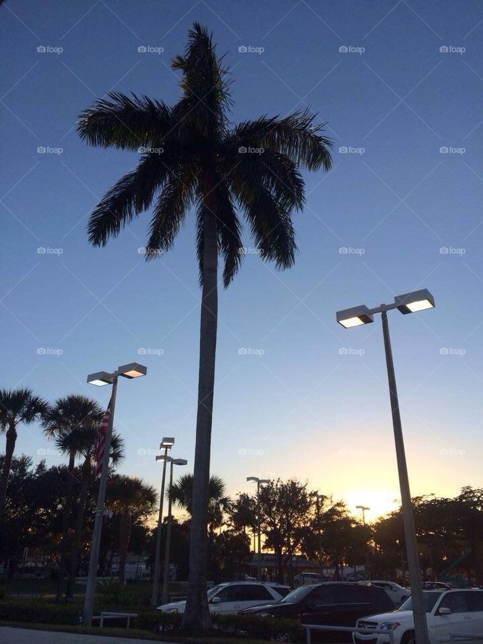 Miami Palm