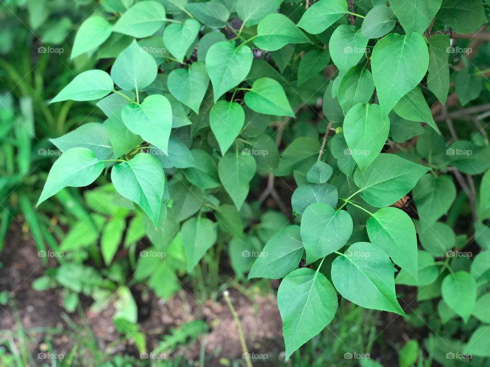 Green leaves 