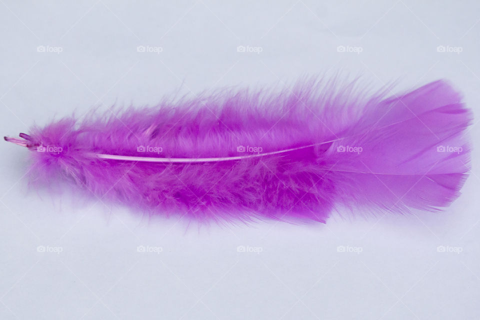 Pink feather on white background