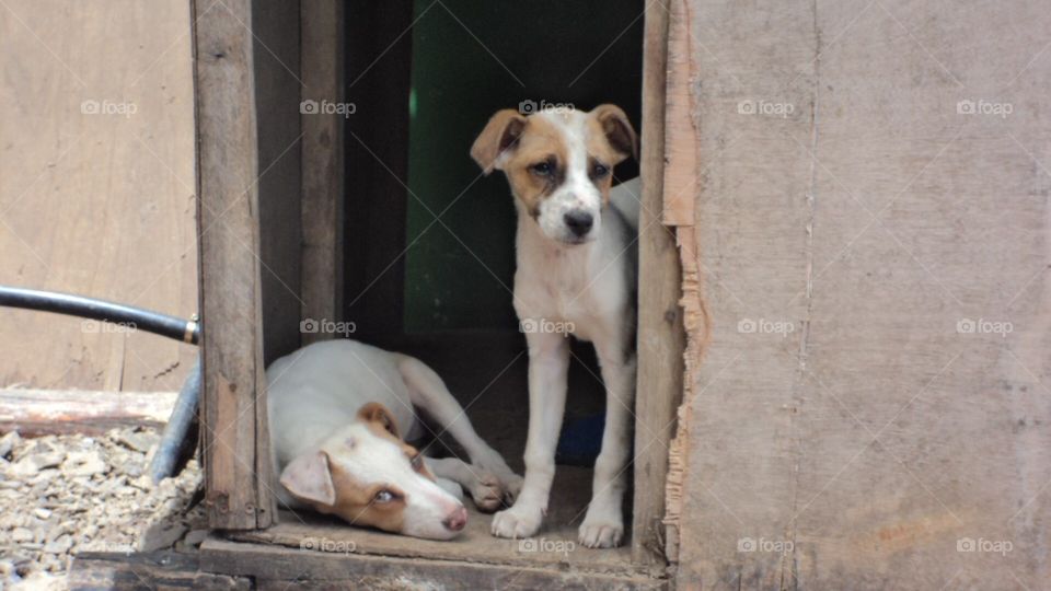 Two street dog 