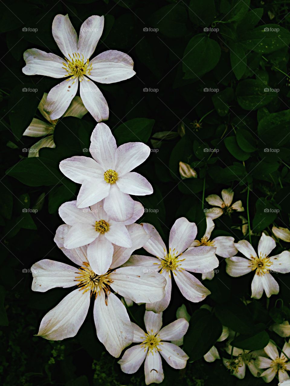 Clematis in bloom. Clematis Huldine