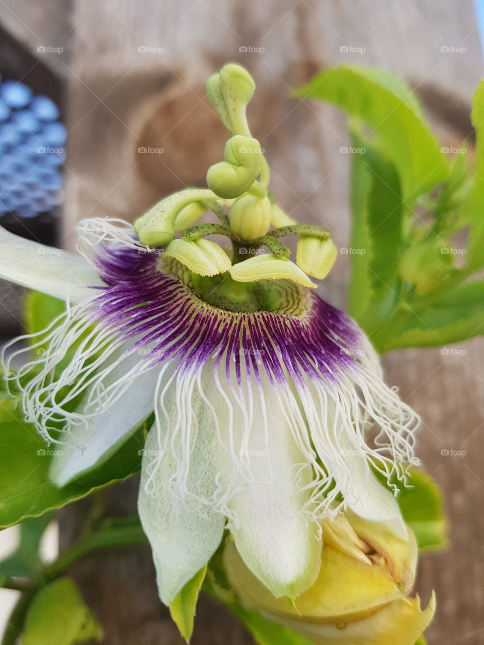 Nature, No Person, Leaf, Flora, Flower