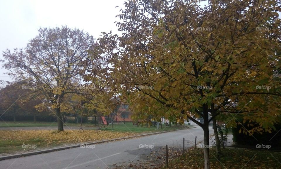 The street in autumn