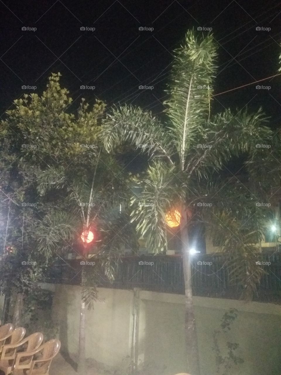 Foxtail Tree at night view