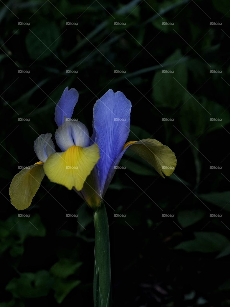 Yellow and Blue Iris