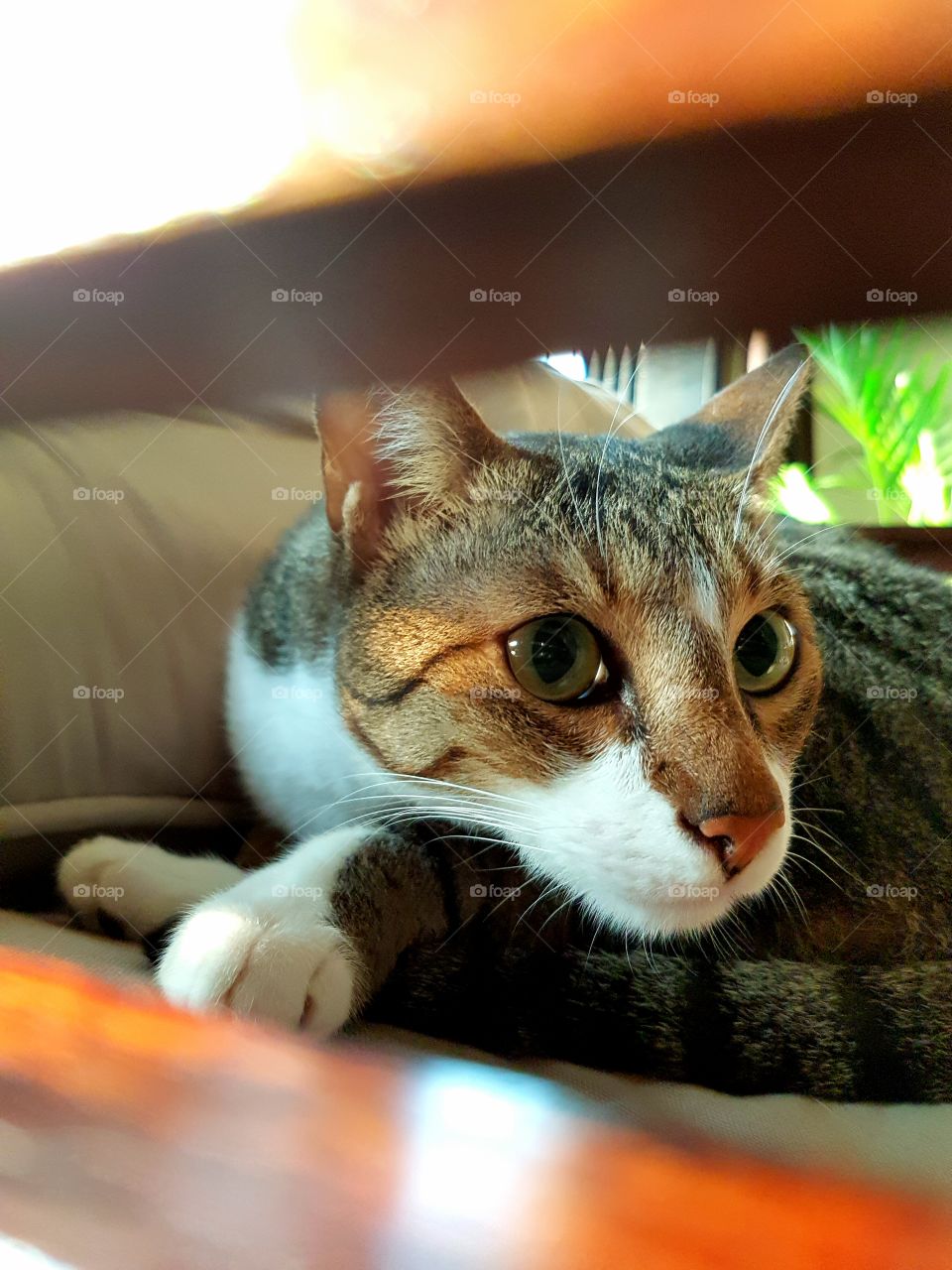 Cat, Cute, Pet, Kitten, Mammal