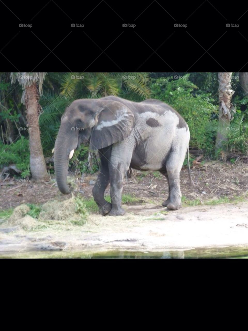 Elephant 