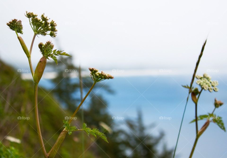 Oregon coast