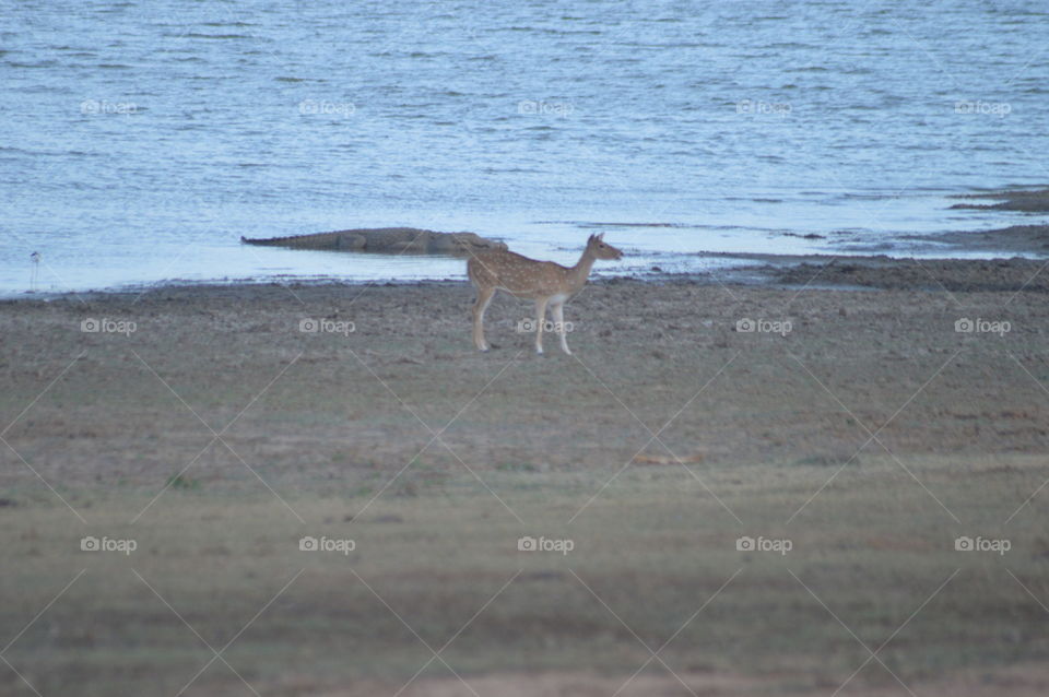 Yala national park 