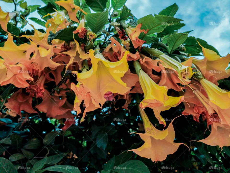 Brugmansia flowers from below