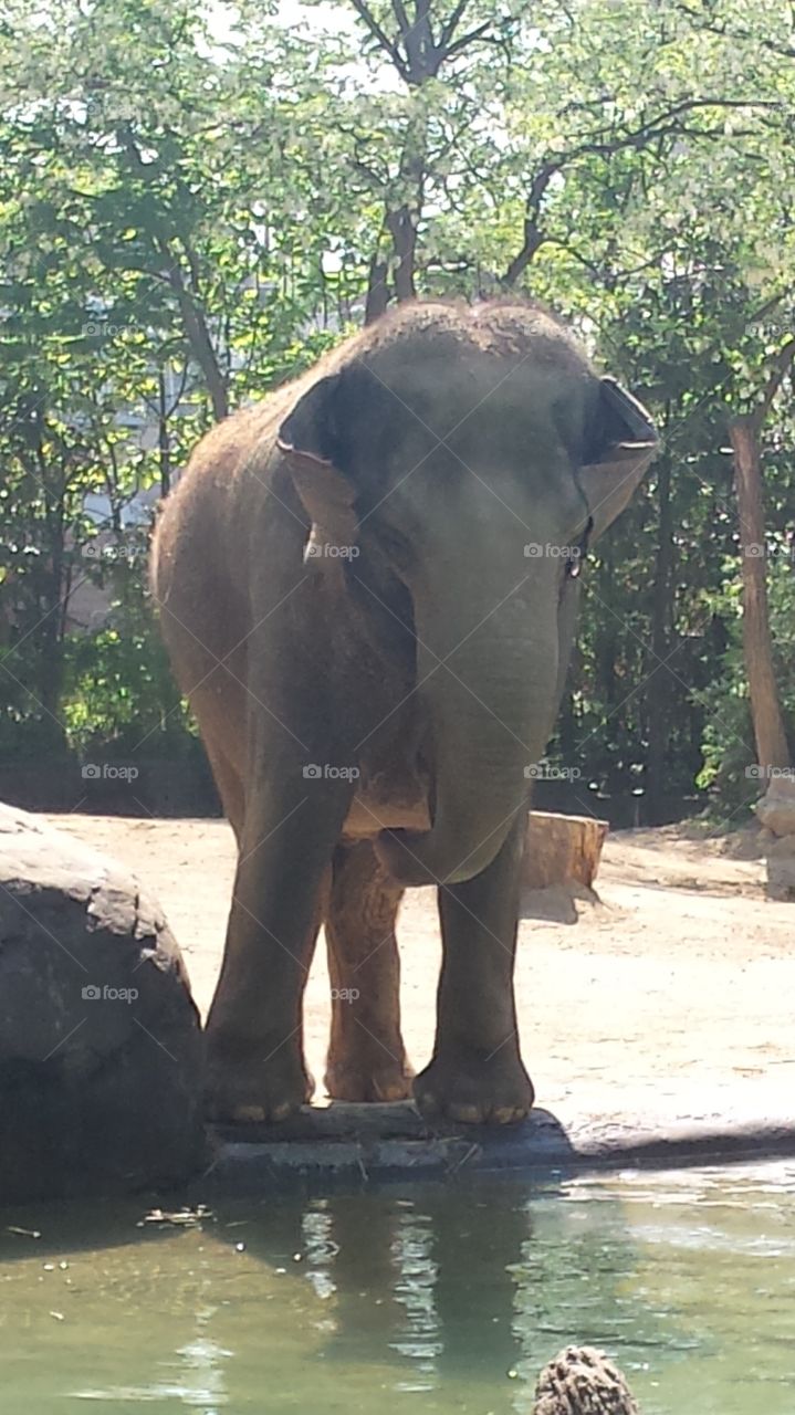 10,000 Pounds. Largest female elephant in North America lives at the Cincinnati Zoo