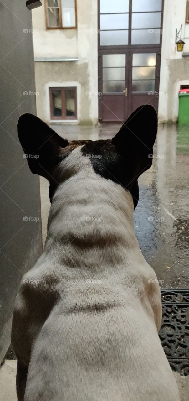 frenchie watching the rain